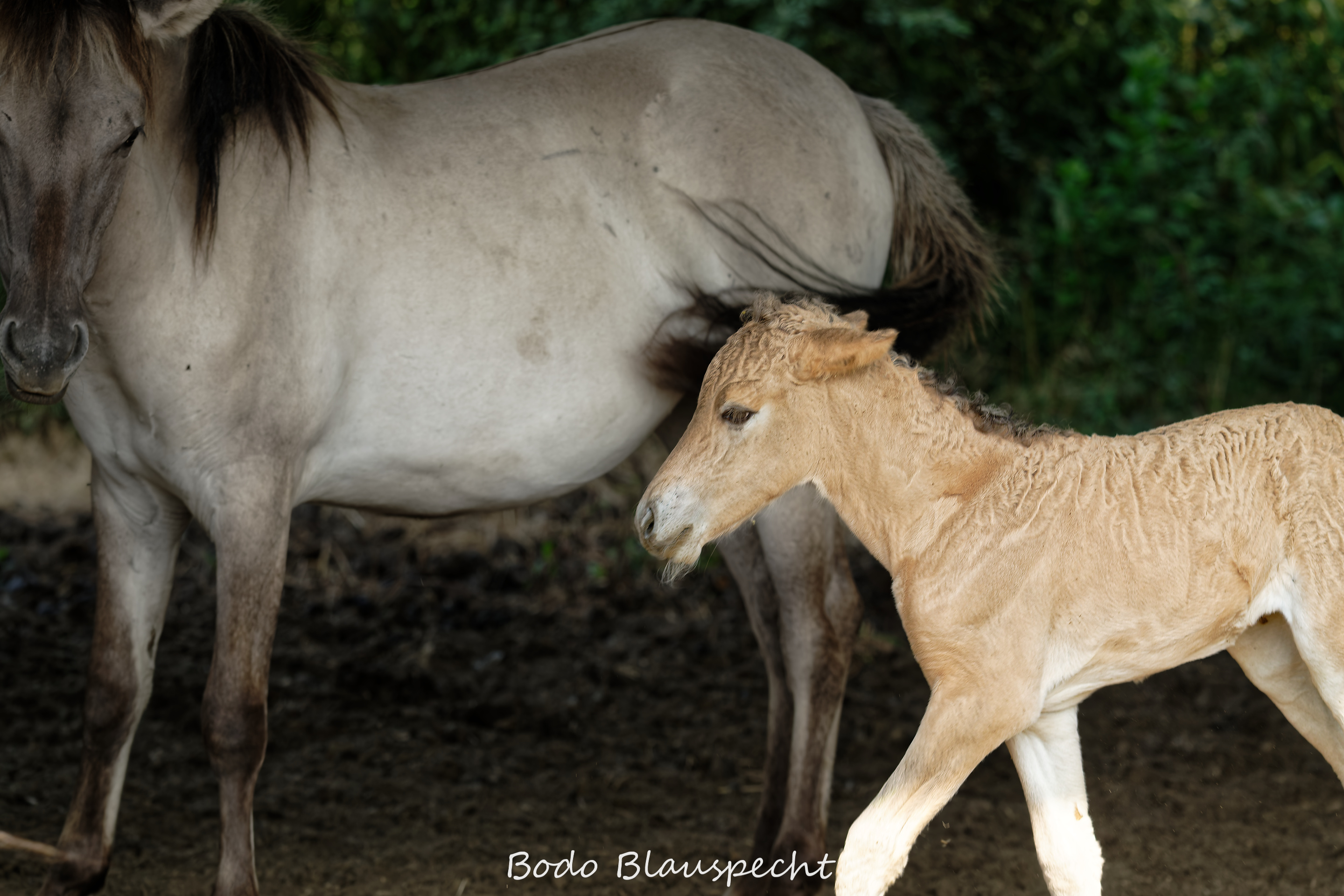 Konik Steveraue  2026.07.30 10.24 01 WEB